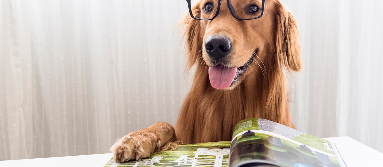 Time-Tested Tactics: Traditional Advertising for Pet Businesses - Petpreneur Path Guide